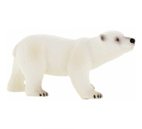 Medveď biely 01