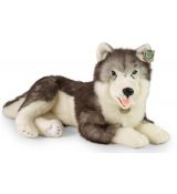 Plyšový sibírsky husky, 60 cm Eco-friendly